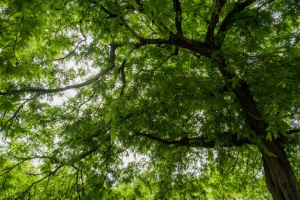 Thumbnail for Discover Your Filipino Roots